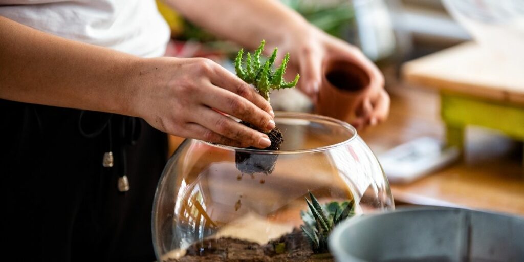 Terrarium miniature pour Noël