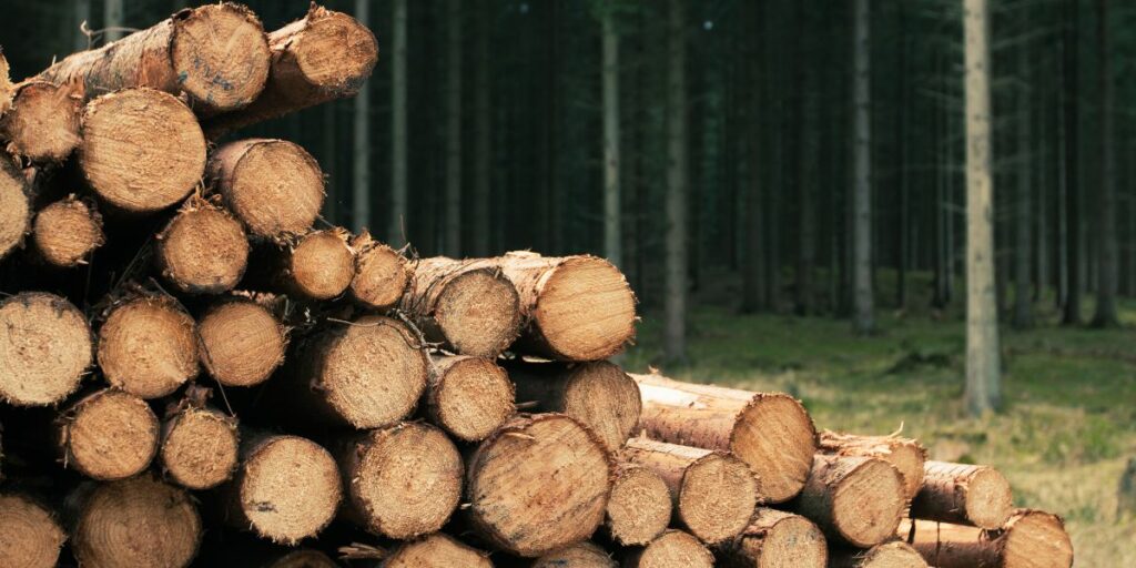 Des buches de bois, autrefois utilisées pour symboliser le solstice d'hiver